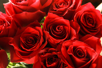 Bouquet of beautiful roses, closeup
