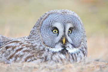 The bearded tawny-length of the bird's body reaches 80 cm, the wingspan is 1.5 m. The owl's head visually seems very large, the color is smoky-gray without red tones. Yellow eyes