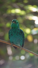 The green broadbill also known as the lesser green broadbill is a small bird in the broadbill family can be identified by its vibrant green plumage