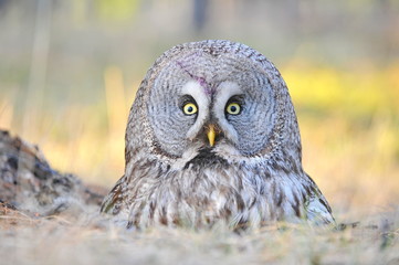 The bearded tawny-length of the bird's body reaches 80 cm, the wingspan is 1.5 m. The owl's head visually seems very large, the color is smoky-gray without red tones. Yellow eyes