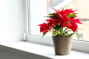 Christmas flower poinsettia on windowsill