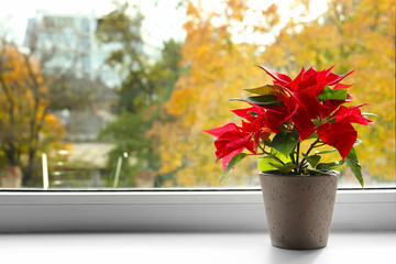 Christmas flower poinsettia on windowsill