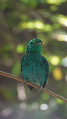The green broadbill also known as the lesser green broadbill is a small bird in the broadbill family can be identified by its vibrant green plumage