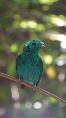 The green broadbill also known as the lesser green broadbill is a small bird in the broadbill family can be identified by its vibrant green plumage