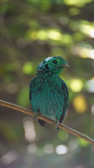 The green broadbill also known as the lesser green broadbill is a small bird in the broadbill family can be identified by its vibrant green plumage