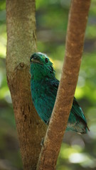 The green broadbill also known as the lesser green broadbill is a small bird in the broadbill family can be identified by its vibrant green plumage