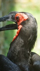 The southern ground hornbill, is one of two species of ground hornbill and is the largest species of hornbill