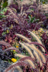 grassy plant arrangement
