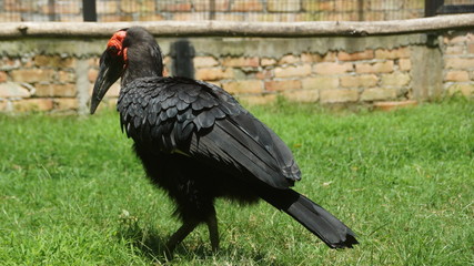 The southern ground hornbill, is one of two species of ground hornbill and is the largest species of hornbill