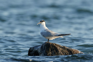 Sandwich tern (Thalasseus sandvicensis)