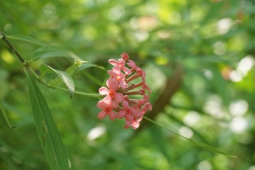 pink panama rose flower in nature garden