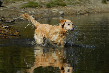 Golden Retriever jumping in the water with reflections