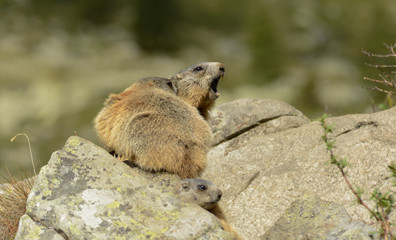 Groundhog on a rock