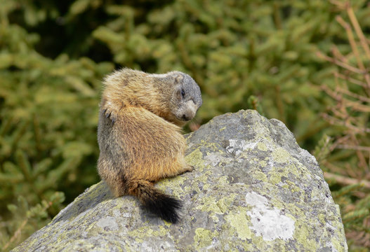 Groundhog on a rock cleaning his fur