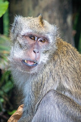 Singe dans la foret tropical - monkey in indian ocean