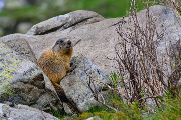 Groundhog on a Rock