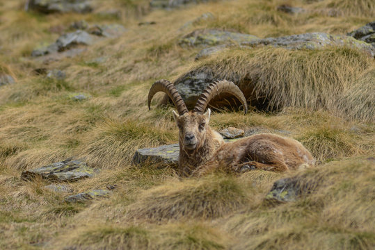Capricorn resting in the mountain grass