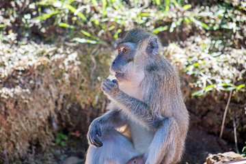 Singe dans la foret tropical - monkey in indian ocean