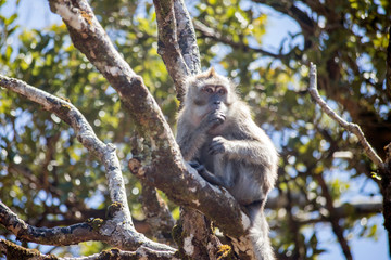 Singe dans la foret tropical - monkey in indian ocean