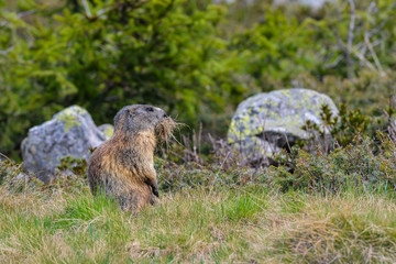Groundhog with grass for the nest