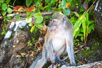 Singe dans la foret tropical - monkey in indian ocean