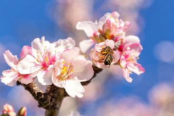 Portuguese flowers of almond during flowering. Alentejo.