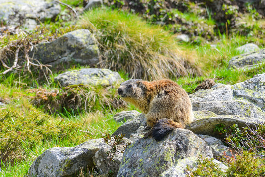 Groundhog on a Rock
