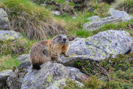Groundhog on a rock