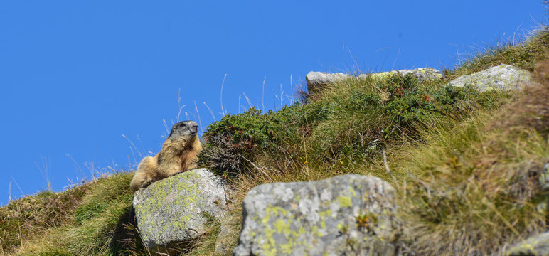 Groundhog resting on a rock