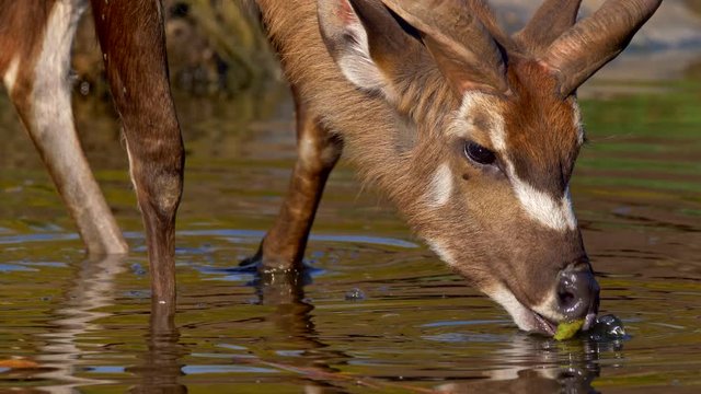 Sitatunga or marshbuck feeding in water