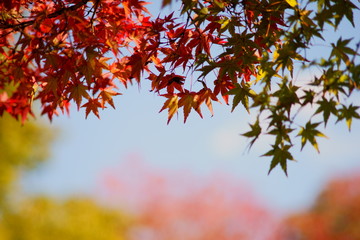 青空と色づくモミジの葉