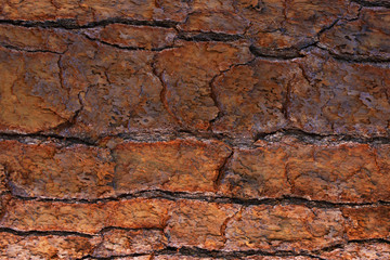 Brown tree bark texture closeup background, tree