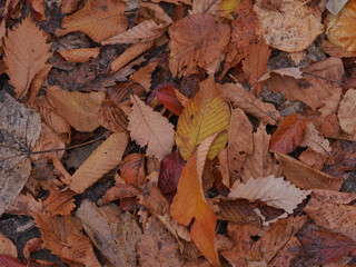 autumn leaves on wooden background