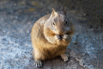 Close-up of a fox squirrel standing on a mountain