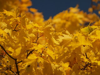 Autumn beautiful foliage against the sky. Russian autumn nature. Russia, Ural, Perm region