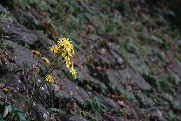 和歌山城の石垣に咲くツワブキの花