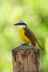 Great Kiskadee, Pitangus sulphuratus, brown and yellow tropical tanager in Brazil
