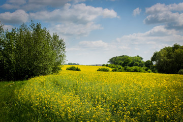 Rapsfeld