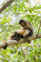 Fototapeta premium Hooded Capuchins, Pantanal, Brazil