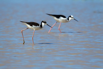 Black-necked and White-headed stilt