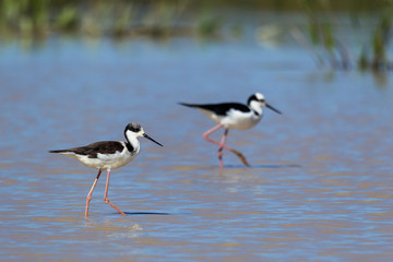 Black-necked and White-headed stilt
