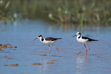 Black-necked and White-headed stilt