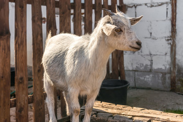 Obraz premium Goat in enclosure on village farm