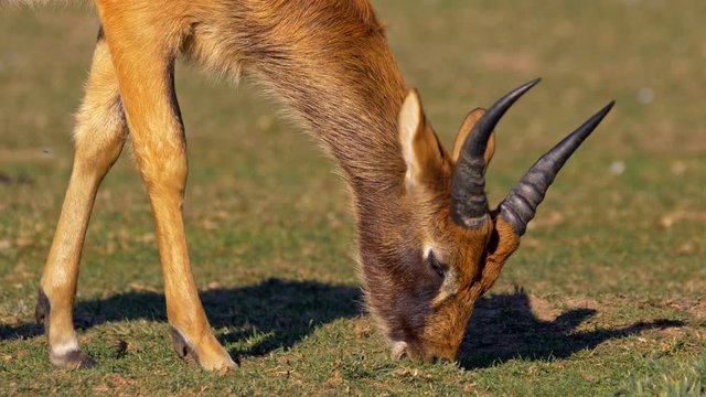 Nile lechwe grazing