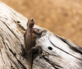 Brown african lizard close up on the old fallen tree