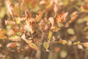 Branch with autumn leaves against defocused background