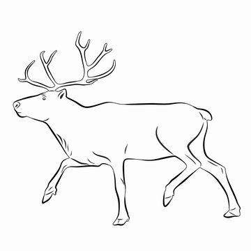 illustration of a reindeer , vector drawing