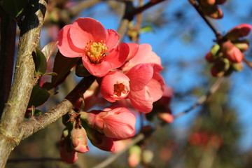 Russian Quince - Steyrling - Austria