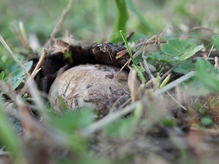 Deliberately blurred wild Truffle