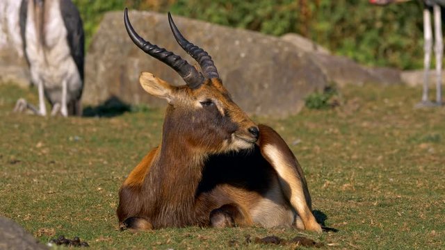 Nile lechwe (Kobus megaceros) scratching back